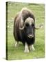 Muskox-Bob Gibbons-Stretched Canvas