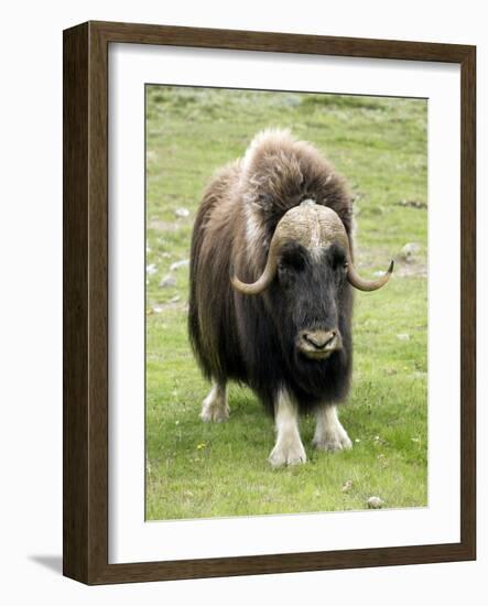 Muskox-Bob Gibbons-Framed Photographic Print