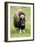 Muskox-Bob Gibbons-Framed Photographic Print