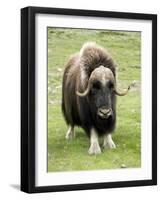 Muskox-Bob Gibbons-Framed Photographic Print