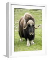 Muskox-Bob Gibbons-Framed Photographic Print