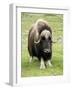 Muskox-Bob Gibbons-Framed Photographic Print