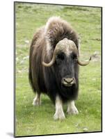 Muskox-Bob Gibbons-Mounted Photographic Print