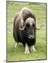 Muskox-Bob Gibbons-Mounted Photographic Print