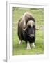 Muskox-Bob Gibbons-Framed Photographic Print