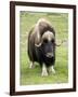 Muskox-Bob Gibbons-Framed Photographic Print