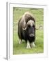 Muskox-Bob Gibbons-Framed Photographic Print