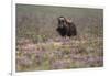 Muskox-Art Wolfe-Framed Photographic Print