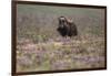 Muskox-Art Wolfe-Framed Photographic Print