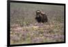 Muskox-Art Wolfe-Framed Photographic Print