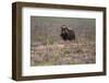 Muskox-Art Wolfe-Framed Photographic Print