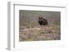 Muskox-Art Wolfe-Framed Photographic Print