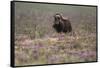 Muskox-Art Wolfe-Framed Stretched Canvas