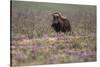 Muskox-Art Wolfe-Stretched Canvas