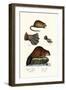 Muskrat, 1824-Karl Joseph Brodtmann-Framed Giclee Print