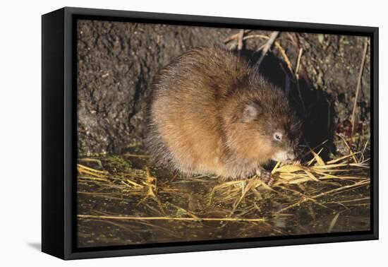 Muskrat Eating Grass-DLILLC-Framed Stretched Canvas