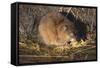 Muskrat Eating Grass-DLILLC-Framed Stretched Canvas