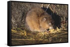 Muskrat Eating Grass-DLILLC-Framed Stretched Canvas