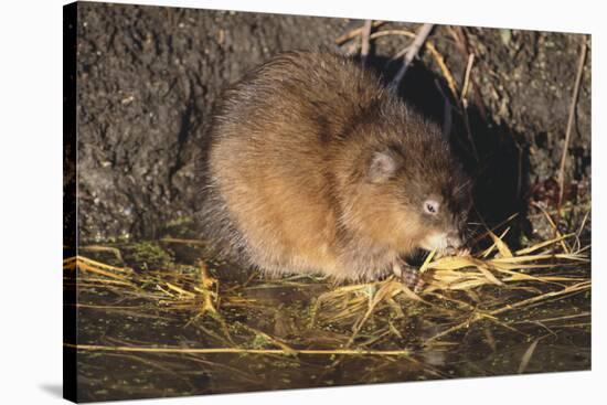 Muskrat Eating Grass-DLILLC-Stretched Canvas