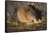 Muskrat Eating Grass-DLILLC-Framed Stretched Canvas