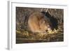 Muskrat Eating Grass-DLILLC-Framed Photographic Print