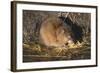 Muskrat Eating Grass-DLILLC-Framed Photographic Print