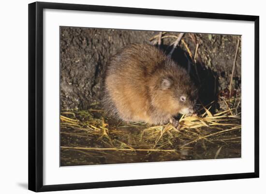 Muskrat Eating Grass-DLILLC-Framed Photographic Print