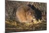 Muskrat Eating Grass-DLILLC-Mounted Photographic Print