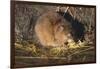 Muskrat Eating Grass-DLILLC-Framed Photographic Print