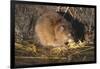 Muskrat Eating Grass-DLILLC-Framed Photographic Print