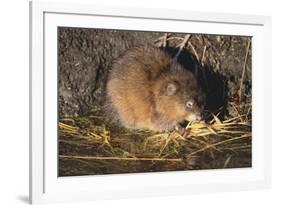 Muskrat Eating Grass-DLILLC-Framed Photographic Print