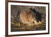 Muskrat Eating Grass-DLILLC-Framed Photographic Print