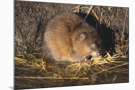 Muskrat Eating Grass-DLILLC-Mounted Photographic Print