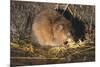 Muskrat Eating Grass-DLILLC-Mounted Photographic Print