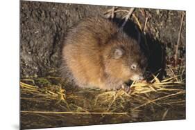 Muskrat Eating Grass-DLILLC-Mounted Photographic Print