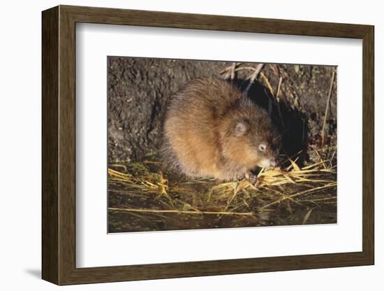 Muskrat Eating Grass-DLILLC-Framed Photographic Print