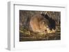 Muskrat Eating Grass-DLILLC-Framed Photographic Print