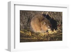 Muskrat Eating Grass-DLILLC-Framed Photographic Print