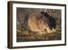 Muskrat Eating Grass-DLILLC-Framed Photographic Print