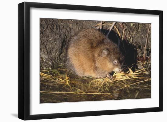 Muskrat Eating Grass-DLILLC-Framed Photographic Print