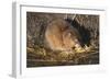 Muskrat Eating Grass-DLILLC-Framed Photographic Print