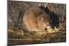 Muskrat Eating Grass-DLILLC-Mounted Photographic Print