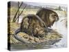 Muskrat (Ondatra Zibethicus), Cricetidae-null-Stretched Canvas