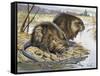 Muskrat (Ondatra Zibethicus), Cricetidae-null-Framed Stretched Canvas