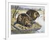 Muskrat (Ondatra Zibethicus), Cricetidae-null-Framed Giclee Print