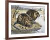 Muskrat (Ondatra Zibethicus), Cricetidae-null-Framed Giclee Print