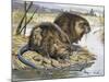 Muskrat (Ondatra Zibethicus), Cricetidae-null-Mounted Giclee Print