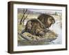 Muskrat (Ondatra Zibethicus), Cricetidae-null-Framed Giclee Print