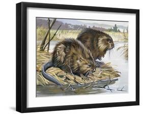 Muskrat (Ondatra Zibethicus), Cricetidae-null-Framed Giclee Print