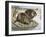 Muskrat (Ondatra Zibethicus), Cricetidae-null-Framed Giclee Print